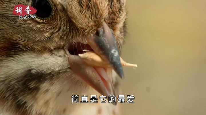 麻雀的寿命很短，为什么很少见它们的尸体？麻雀都去哪了？ - 天天要闻