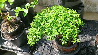 serissa bonsai - ข้าวตอกพระร่วง แนะนำไม้สำหรับทำบอนไซจิ๋ว