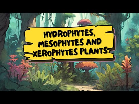 Video: Mesophytic Plant Info - Kawm Txog Mesophyte Ib puag ncig