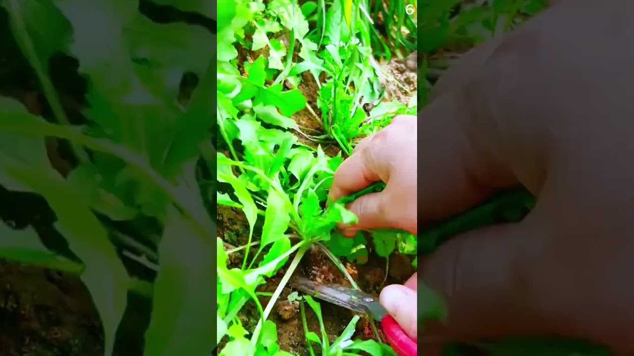 Gunting super tajam untuk memotong tanaman liar dengan sangat mudah 