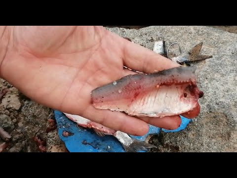 Video: Bir Yayın Balığı Nasıl Yakalanır?