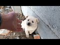 Hardy's story - Wolf howling stray puppy looking for mom was rescued from the dump/ Full Video
