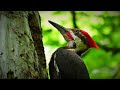 Pileated Woodpecker Carving Out Massive Hole in Tree