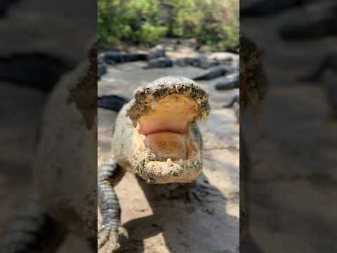 An alligator named Mayhem! #youtubeshorts #alligator #alligators