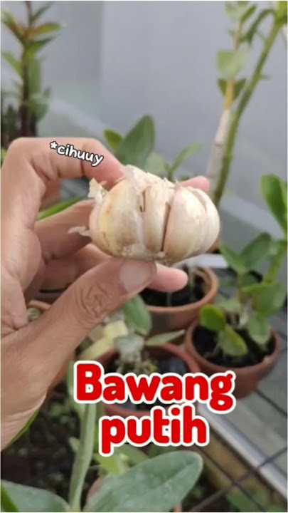 Sampai Kapok 🪰 Cara Usir Serangga Ampuh Jauhkan Dari Anggrek Selamanya #shorts #orchids