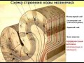 Нервная система-2. Видеолекция С.М.Зиматкина (12)