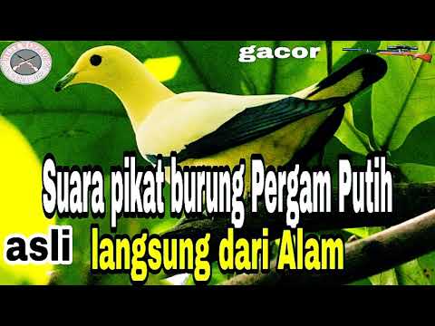 suara pikat burung pergam putih terbaru!!