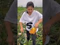 Farming harvesting pineapple fruit 🍍🍍 #farming