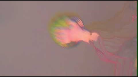 Shamewave - One Thousand Worms (Official Video)