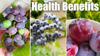 (3) Purple Fruit that grow fast and have Major Health Benefits | Zone 10b