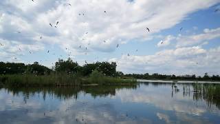 Sirálytelep-felmérés a miskolci Csorba-tavon by Aggteleki Nemzeti Park 98 views 3 years ago 21 seconds