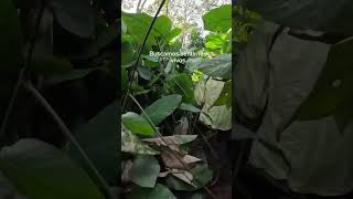 🌳 CONGO en 4X4