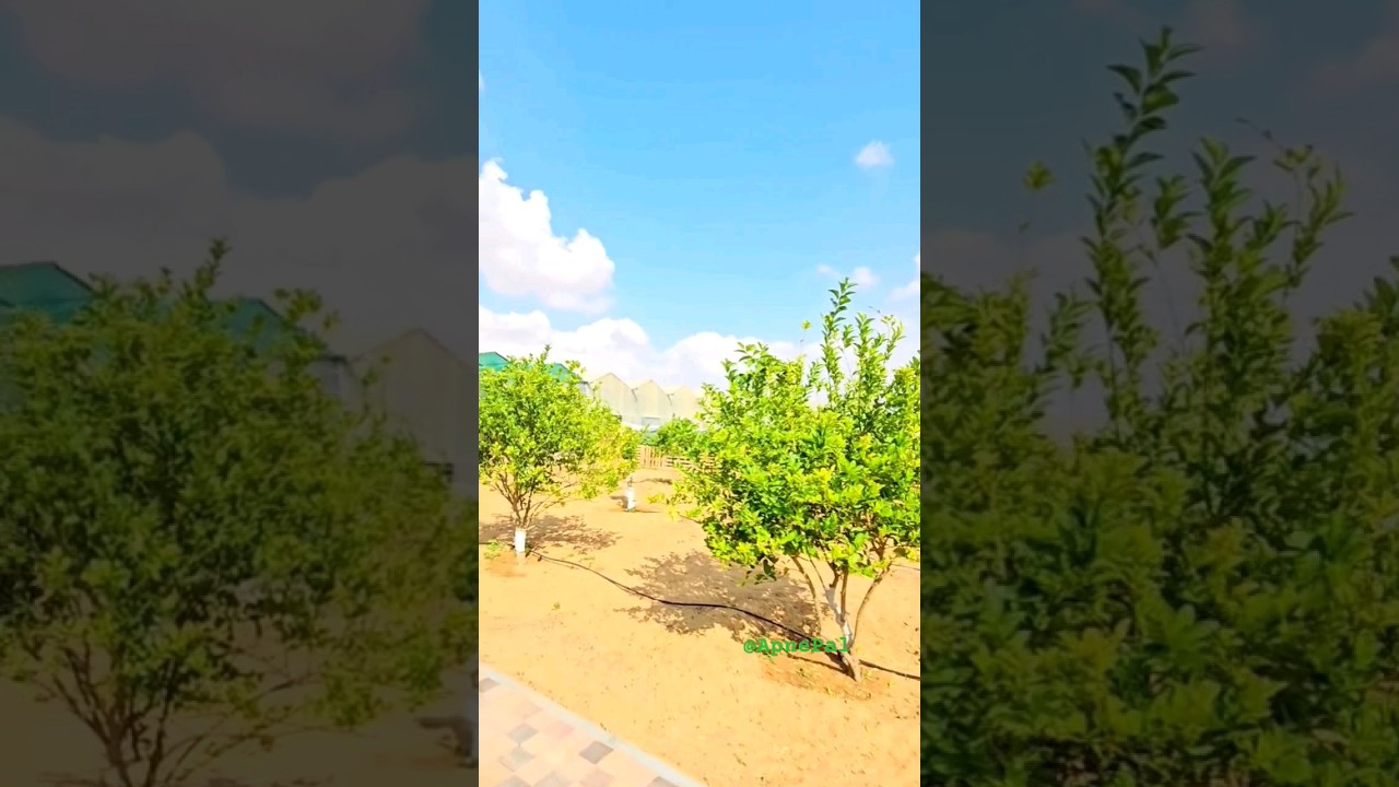 The Tangy Lemon & Health Booster Moringa farming || UAE's Largest Organic Farm || Emirates Bio Farm.