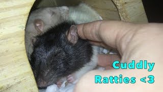 My Sweet Ratties