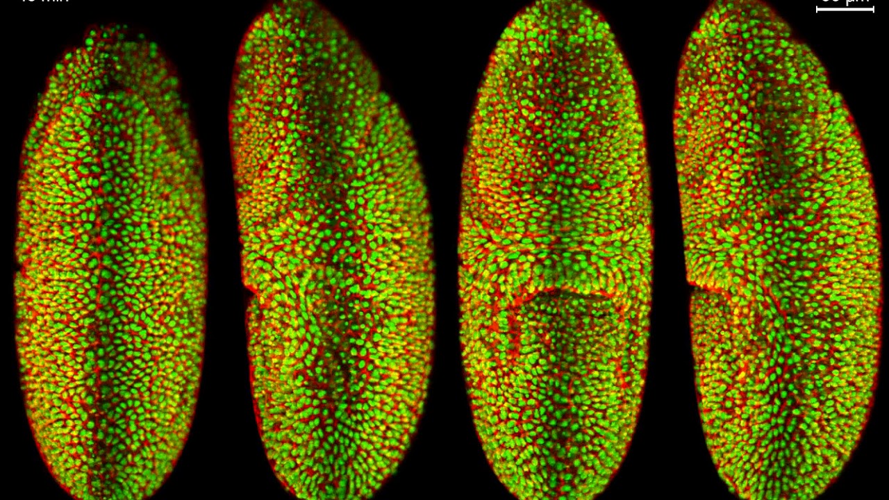 SiMView TimeLapse Recording of Fruit Fly Embryo Undergoing