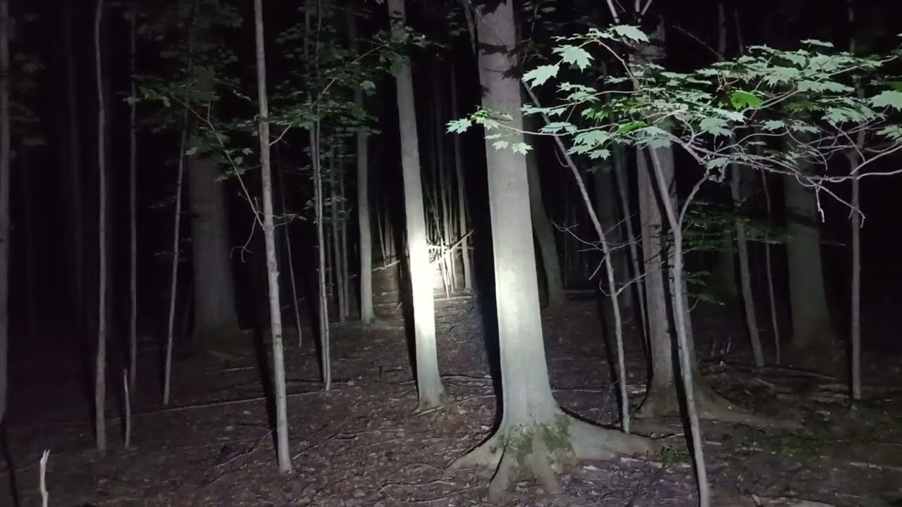 there are eyes there's shadows you can see things moving from behind the trees READ BELOW