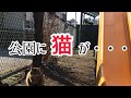 自分の子供が産まれたからと飼い主から外に追い出されたソマリ猫【Abandoned cat because child was born】