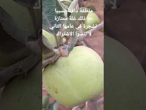 فيديو: لماذا يحتاج التفاح إلى التبريد - تعرف على ساعات البرد لأشجار التفاح