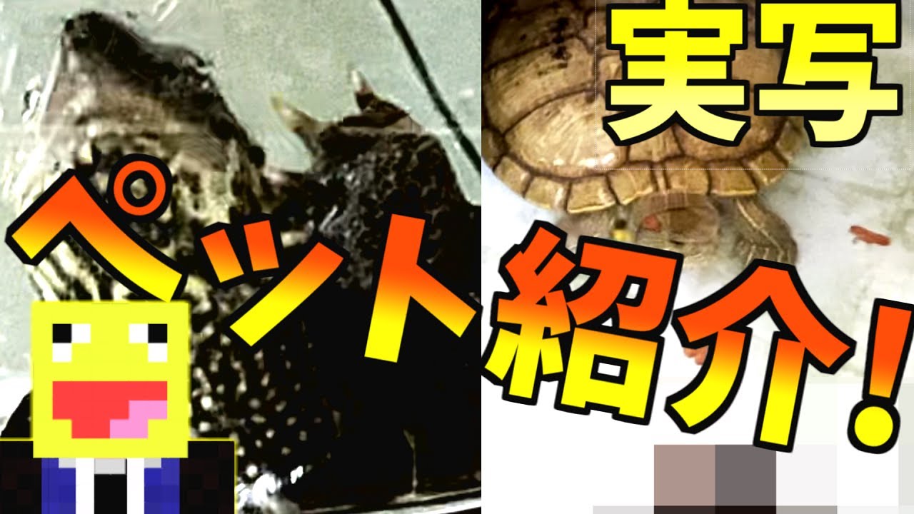 実写 50人クラフト参加勢リアル透けシリーズ 番外編 こうたんが飼っている超可愛いペットの紹介 Youtube
