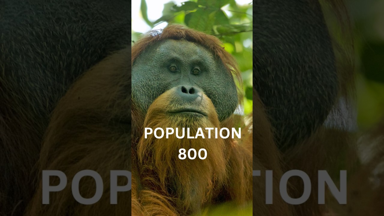 TOP 5 MOST ENDANGERED ANIMALS IN THE WORLD - YouTube