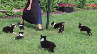 Sheltie Puppies For Sale