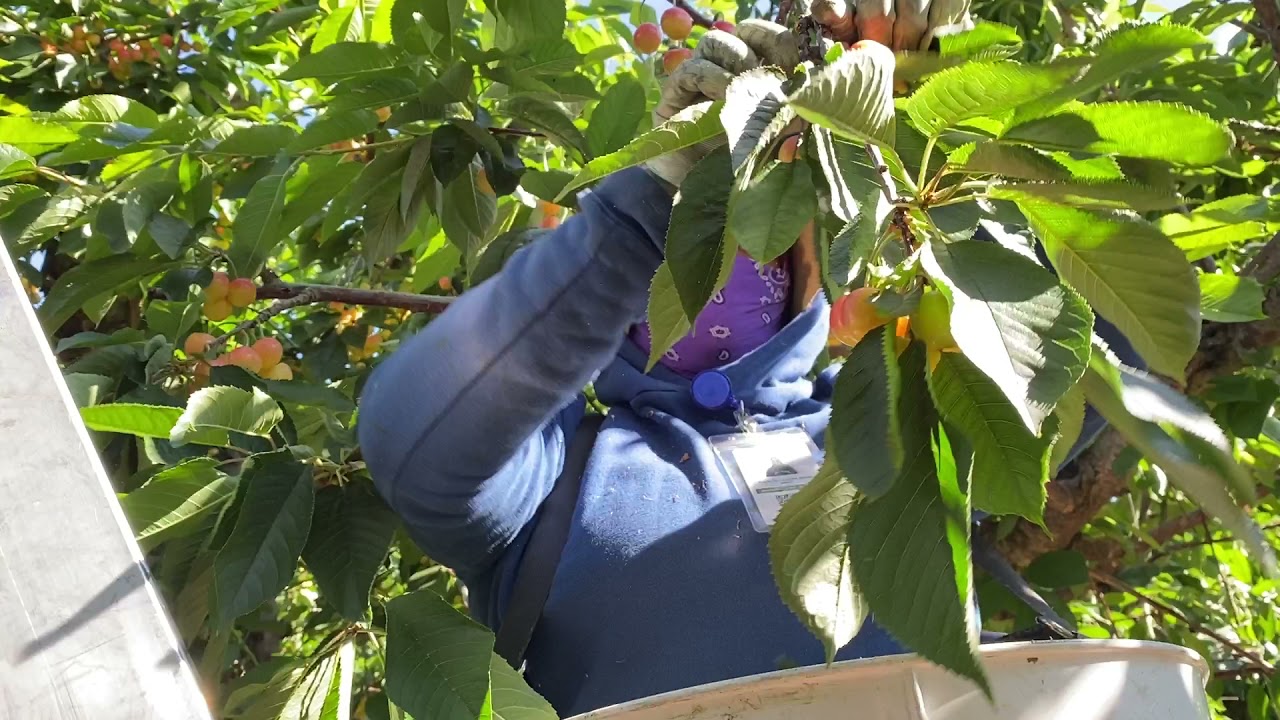 Lourdes Baeza picking Rainier Cherries at Orchard View Farm