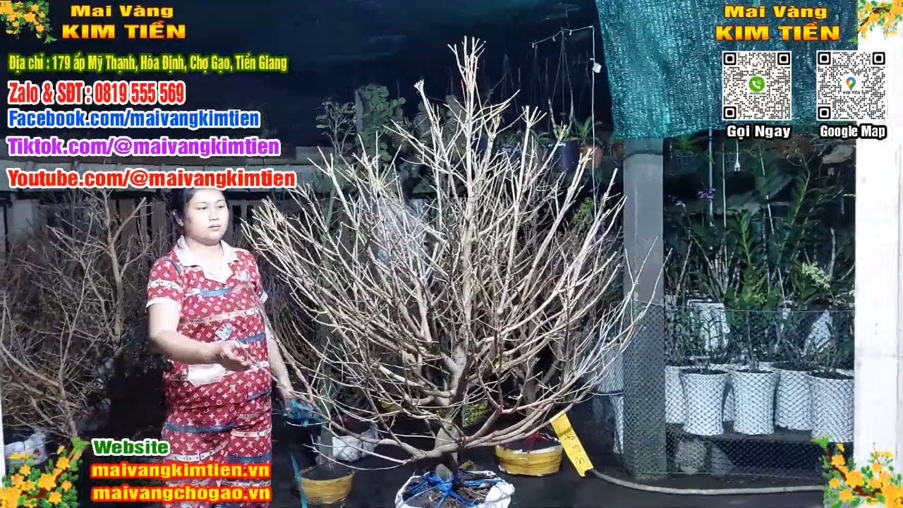 Phôi Mai Thủ Đức Giá Rẻ Bao Ship Bao Sống Toàn Quốc - Mai Vàng Kim Tiền Chợ Gạo