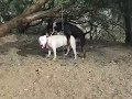 Successful Bull Terrier Breeding