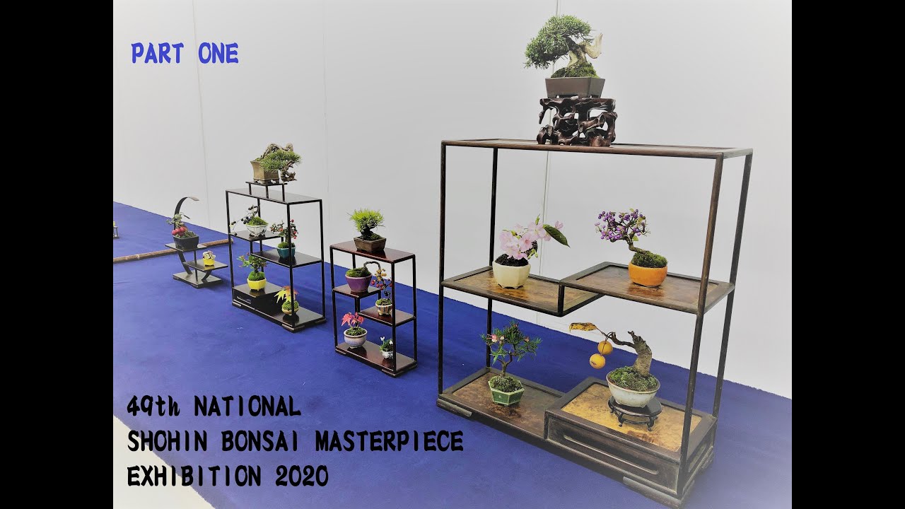 49th NATIONAL SHOHIN BONSAI MASTERPIECE EXHIBITION 2020 ・第 49回全国小品盆栽名品展 2020 [PART 1]