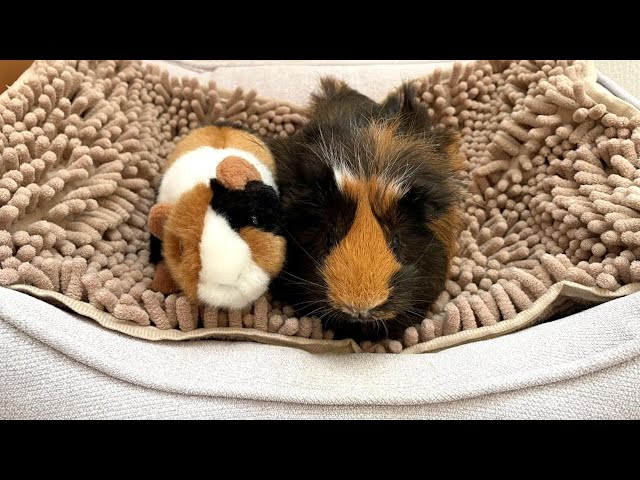 検証】モルモットはぬいぐるみを仲間と認識できるのか？ GuineaPig has