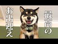 これより最高のお出迎えがあるのでしょうか