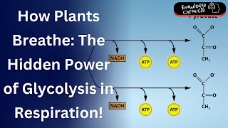 How Plants Breathe: The Secret of Glycolysis Explained!
