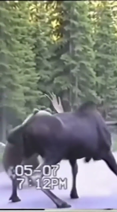 Moose vs Grizzly Bear #wildlife #animals #shorts