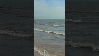 labs love swimming, black labrador, Bridlington beach, buddy the black labrador