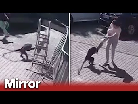 Escaped monkey attacks two-year-old girl