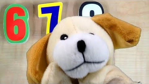 CRAZY CUPS! Excite Dog Tries to Find his Favorite Number