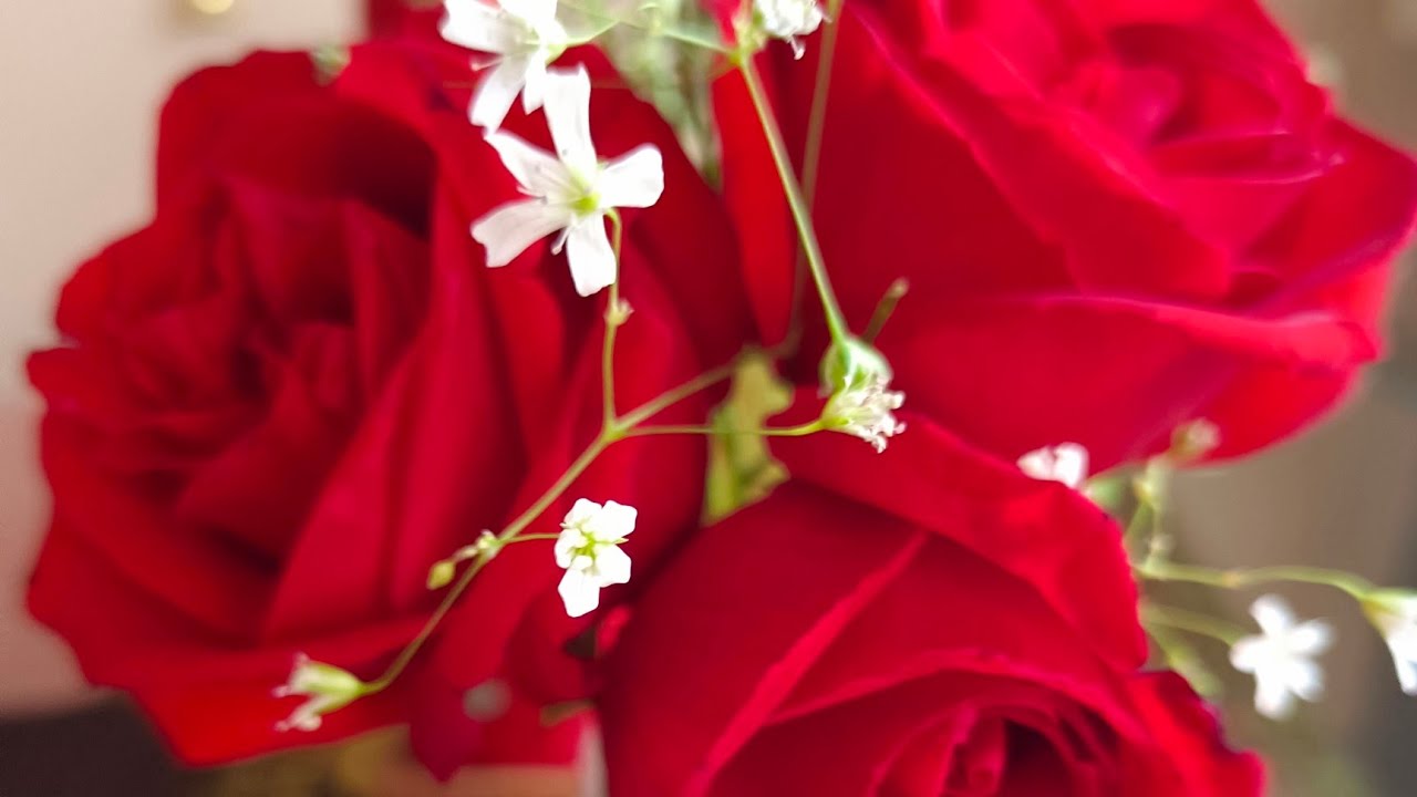 Valentine's day gift | Happy Rose Day 2023 | Rose day gift| Happy valentines day 2023 | diy gift