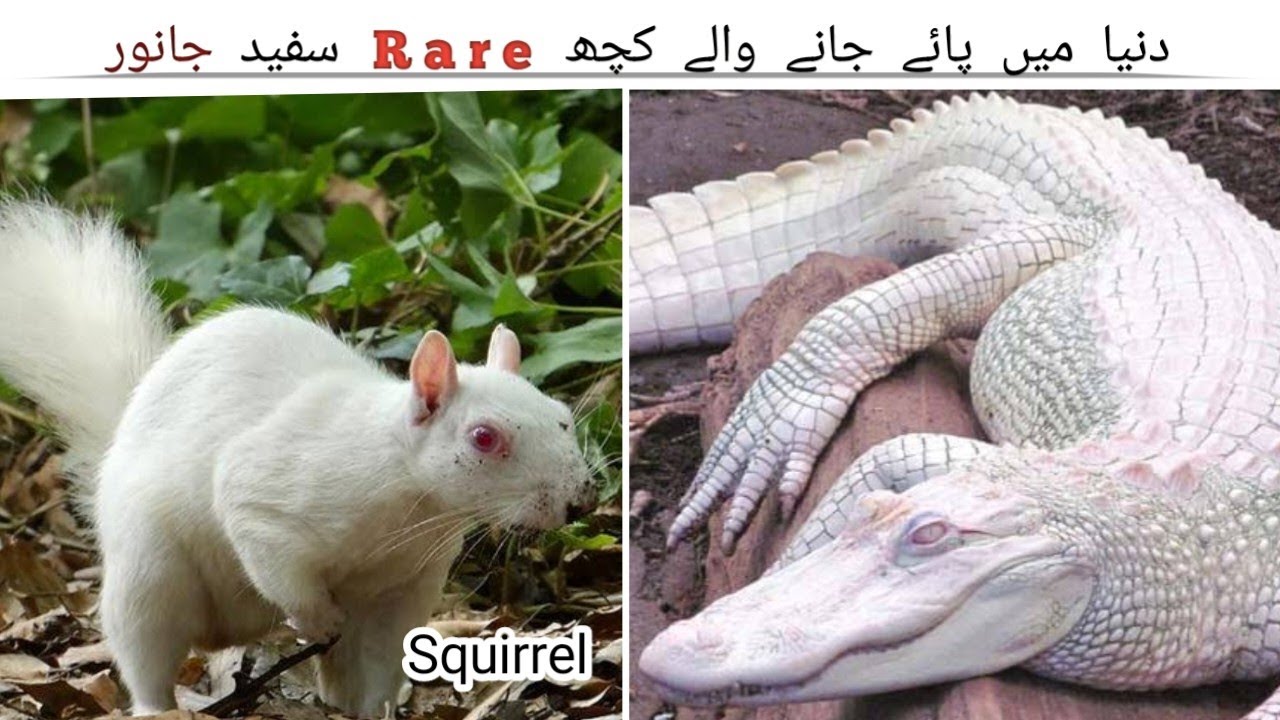 "Rare White Animals: Nature's Hidden Treasures Revealed"Urdu/Hindi | ZAIK TV