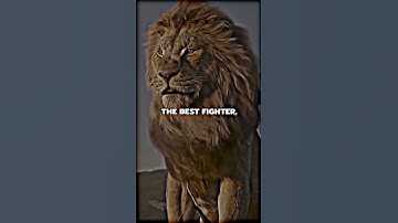 {NEVER GET ANGRY}...🤬💥|| Lion Attitude Status..🦁|| #youtubeshorts #shorts #trending