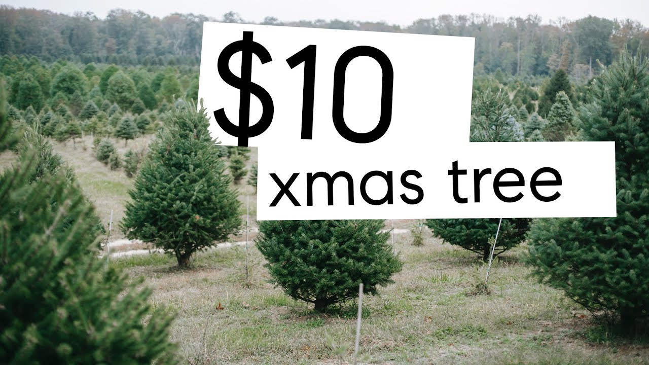Cut Your Own Christmas Tree for $10 in the National Forest