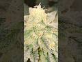 Getting Ready For Harvest.   Day 49 Of Flowering. #newvideo #subscribe #youtubeshorts