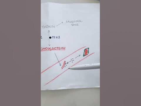 фолатный цикл. #беременность #роды #здоровье - YouTube