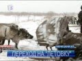 Ненецкие олени начали переход на летние пастбища