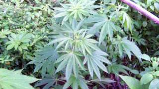 OUTDOOR GUERILLA GROW TIPS & TUTORIAL 2010!!! (((PART 9))) GROW #1