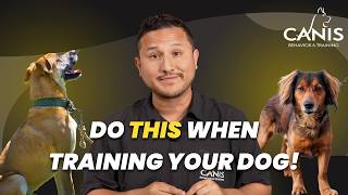 Dog Training Sequences Every Owner Needs to Understand
