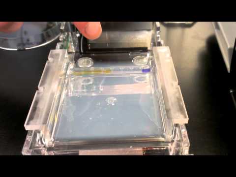 Gel elektroforese proces - pipetteren