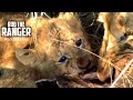 Lioness And Cubs With A Warthog Meal | Archive Wildlife Footage