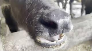 Download lagu Suara anak-anak kerbau