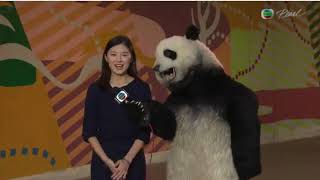 陳尚萱 Celine Chan - 2024年12月2日 普通话新聞提要 型熊貓展覽Panda Go香港遊 2500隻大熊貓雕塑抵港本周末起於多區展出