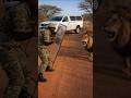 Wild Lion Encounter 😱 | AI Generated Cinematic Short #shorts